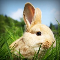 /album/menutest/photolia-a03-jpg/